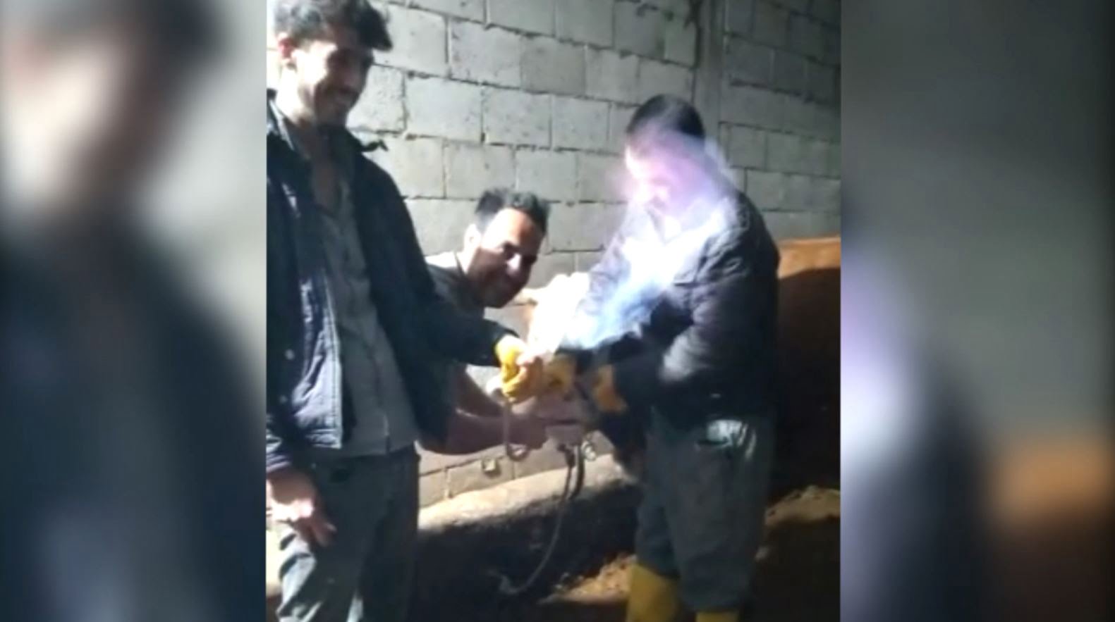 İneğin midesinde biriken gazı hortumla çıkarıp yaktılar