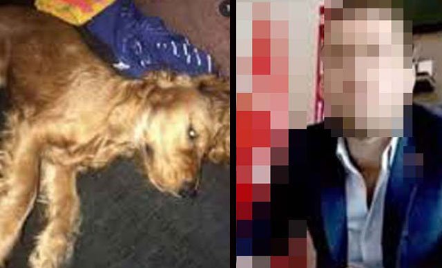 Emanet edilen köpeğe cinsel istismar iddiasına iddianame