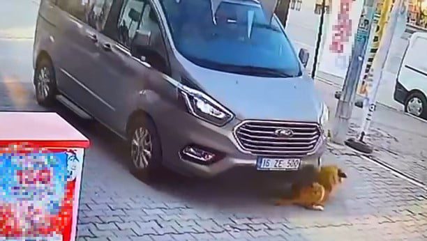 Bursa’da aracıyla köpeği ezip kaçtı