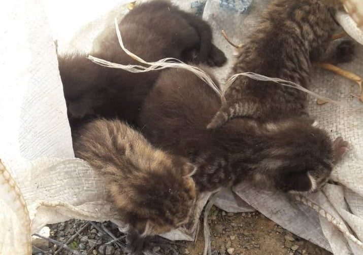 Bursa’da çuvalla ormana atılarak ölüm terk edildiler