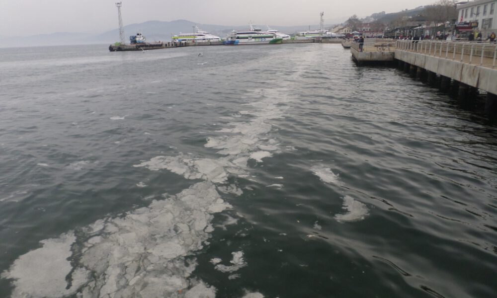 Bursa sahillerinde “plankton patlaması”