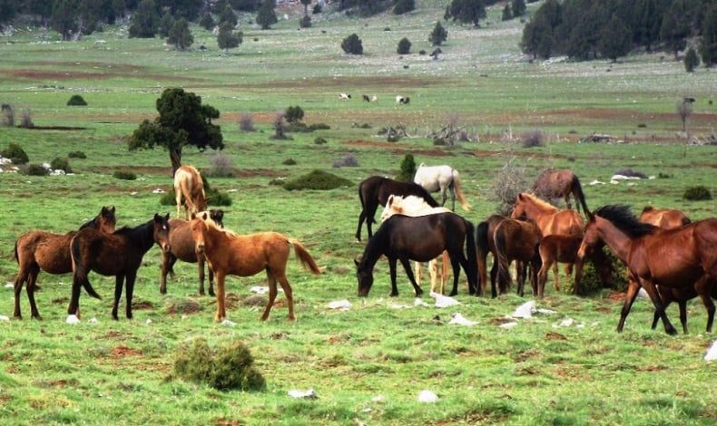 Kayıp 100 at skandalı Bursa’ya kadar uzandı!