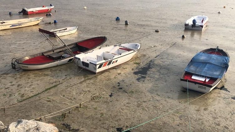 Bursa’da tedirgin eden görüntü! Balık ölümleri başladı