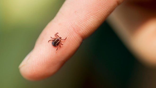 7 kişi keneden hastanelik oldu! Belirtileri Covid’e benziyor