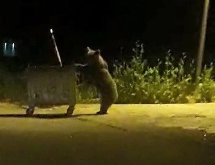 Bursa’da yiyecek arayan ayı çöp konteynerini devirdi