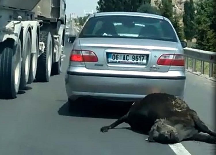 Ölen ineğini aracına bağlayıp sürükledi