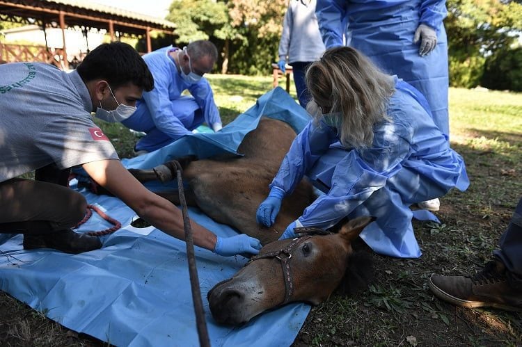 Osmangazi’de pandemi döneminde can dostlar unutlmadı