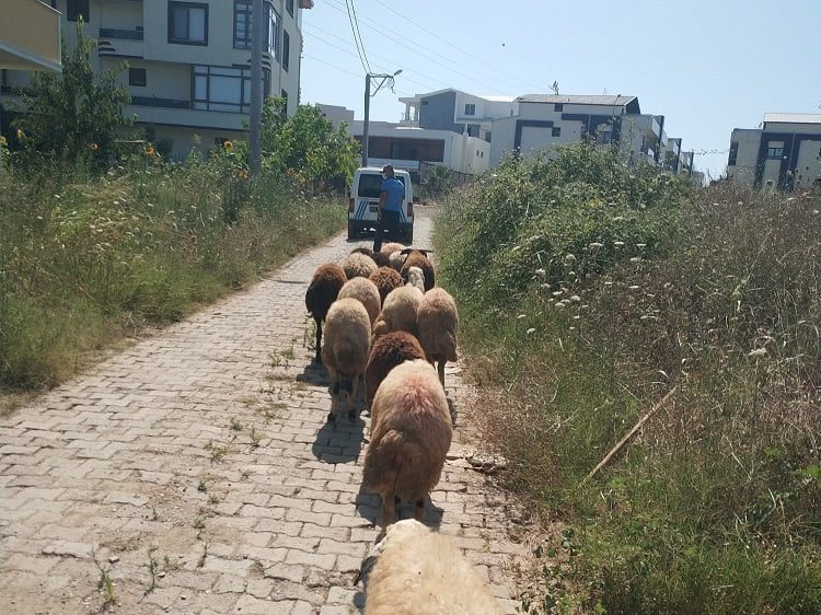 Koyunları kaybolan çiftçinin yardımına Gemlik zabıtası koştu