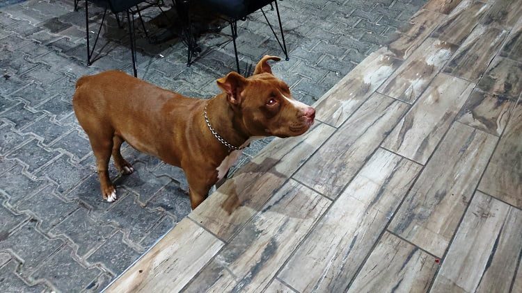 Bu köpekleri besleyenler dikkat! Resmi Gazete’de yayımlandı