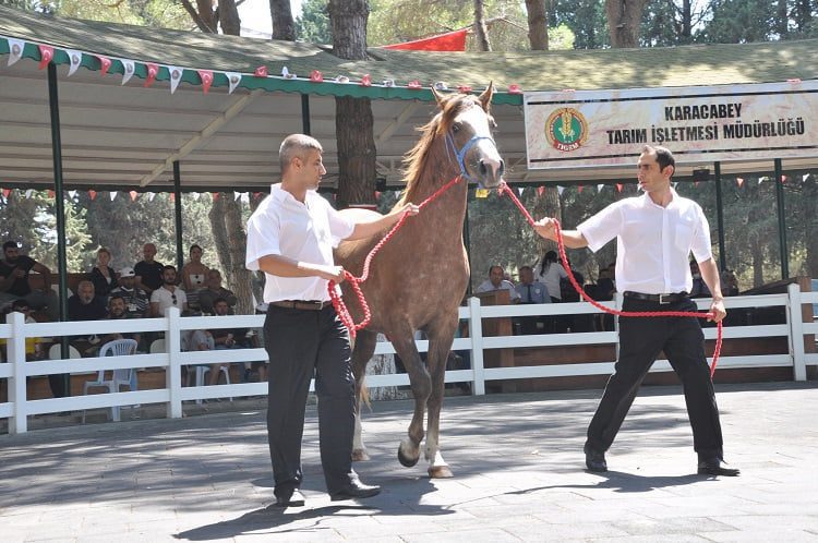 ‘Kuzgun Efe’ açık artırmayla 315 bin TL’ye satıldı