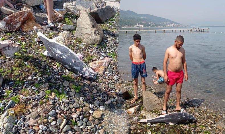 Bursa’da ölü yavru yunus balığı kıyıya vurdu