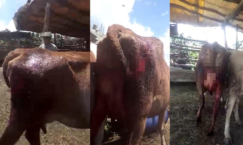 Otlatmaya bıraktığı ineklerinin kuyrukları kesildi