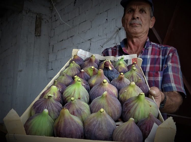 Dünyada sadece Bursa’nın 40 köyünde yetişiyor
