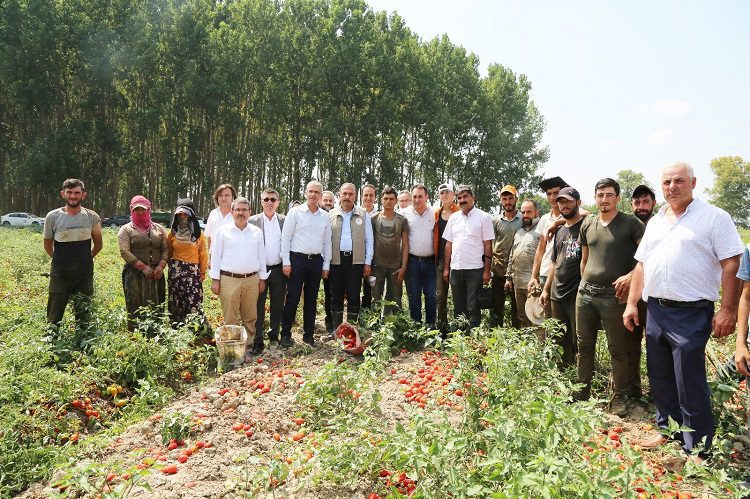 Bursa’da domates hasadında salça fabrikalarına çağrı