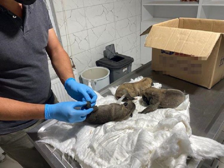 Eskişehir’de, çuval içinde 2’si ölü 7 yavru köpek bulundu