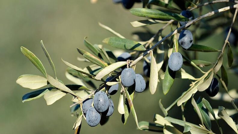 Tüketicinin favorisi ‘Gemlik zeytini’ oldu