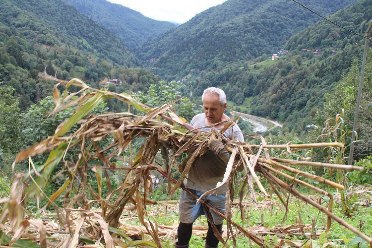 Myanmar’a gidemeyen büyükelçi, bahçe işleri yapıyor