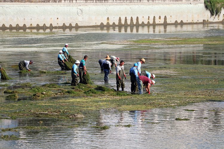 Yosunla kaplanan Seyhan Nehri’nde dip temizliği