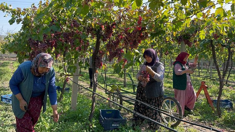 Bursa’da ‘red globe’ üzümünün hasadı başladı