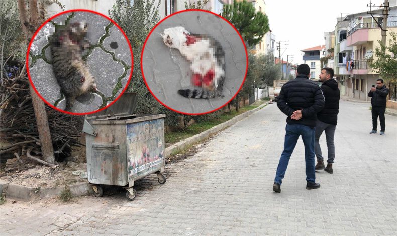 Bir kedi daha aynı şekilde katledildi