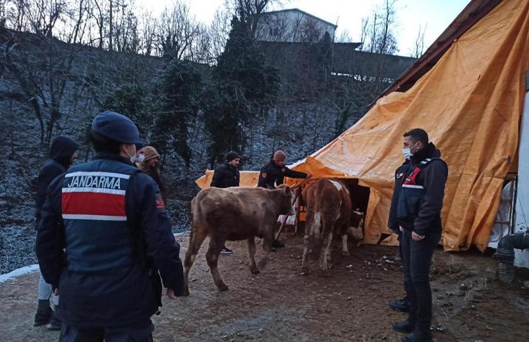 Bursa’da çaldıkları hayvanları satarken yakalandılar