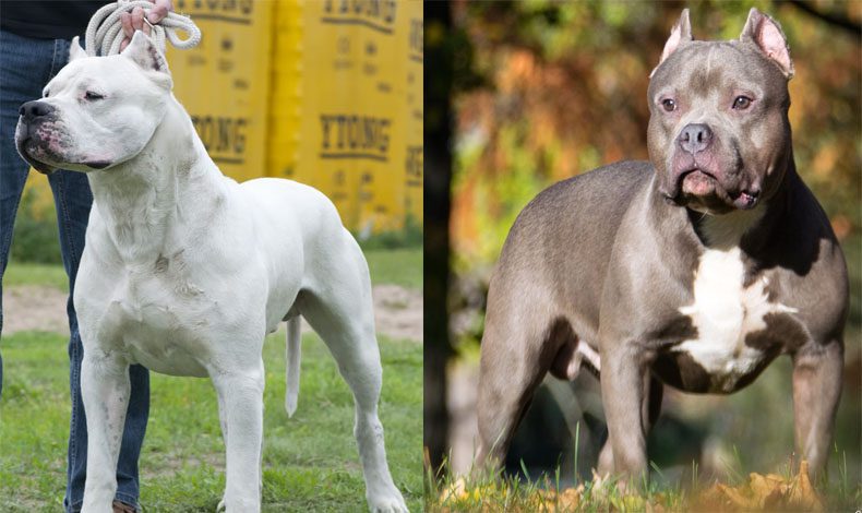 Bakanlıktan tehlike arz eden köpek ırkları için genelge