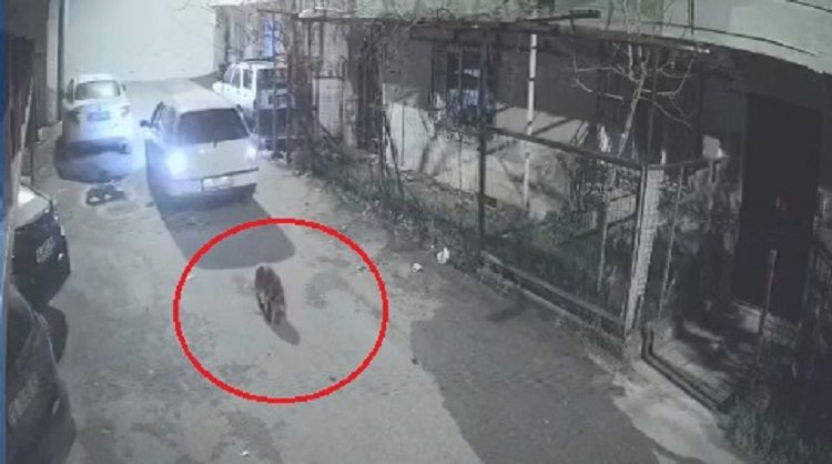 Bursa’da köpeği ezip, yoluna devam etti