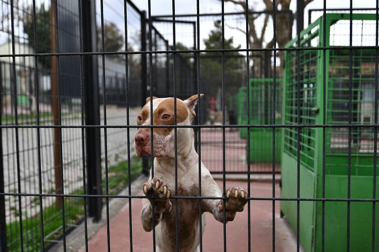 Bursa’da Pitbull operasyonu!