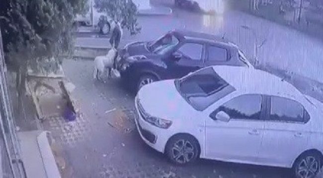 Bursa’da sahipli köpeği kamyonete koyup çaldılar