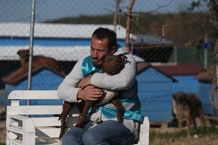 Bursa’da sokağa bırakılan pitbullar ile dost oldu