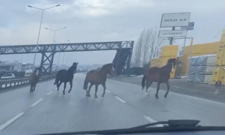 Bursa’da başıboş atlar trafiği tehlikeye atıyor