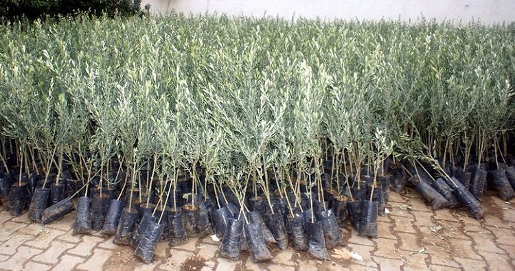 Bursa’da çalınan zeytin fidanları İstanbul’da bulundu
