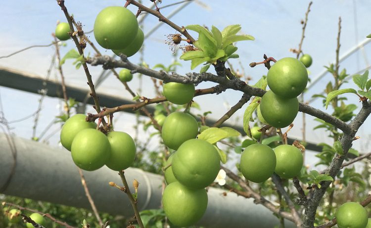 Yılın ilk eriği 600 liradan satıldı