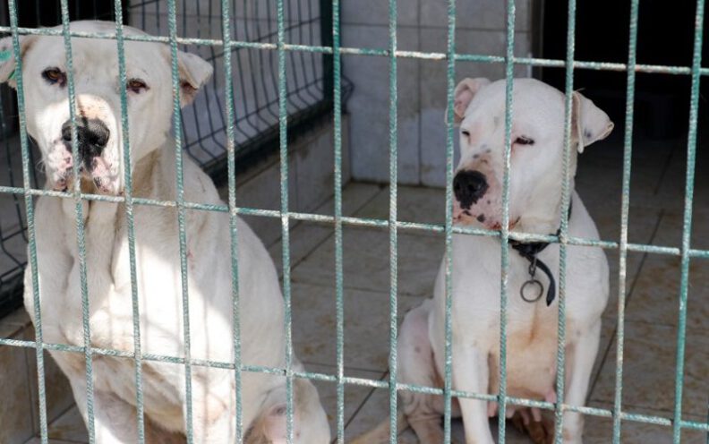 Yasaklı ırk köpekler için çağrı