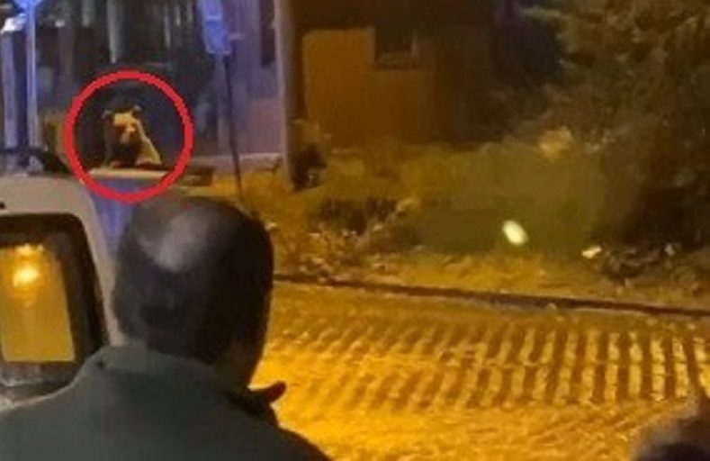 Uludağ’da günübirlikçilerin ayı paniği