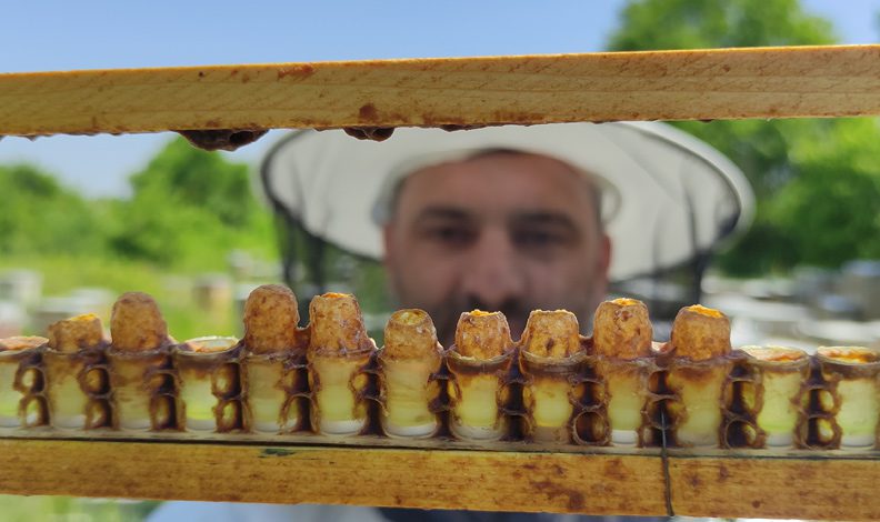 Yılda 100 kilo üretebiliyor! Kilosu 10 bin lira