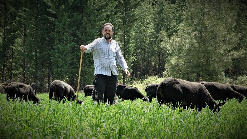 Bursa’da “Zwartbles” koyunu üretiyor ve satıyor