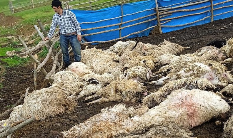 Gök gürültüsünden ürken koyunlar telef oldu