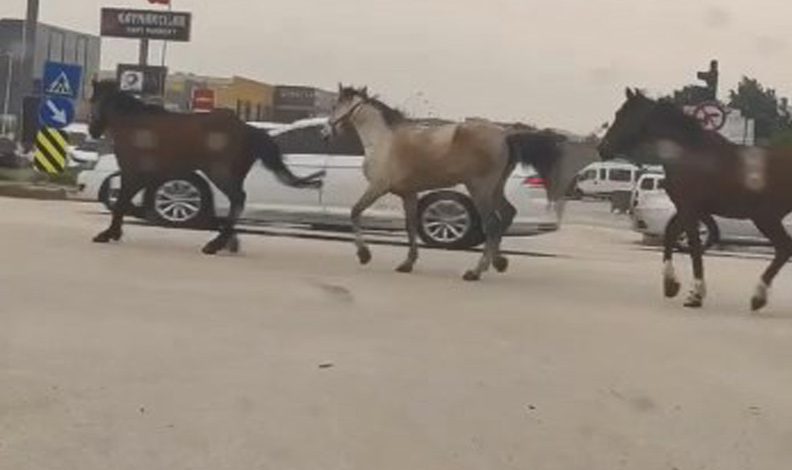 Bursa’da başıboş atlar tehlike saçtı