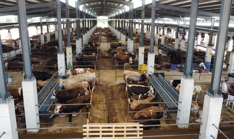 Kurban kesecekler dikkat! Tarım ve Orman Bakanlığı paylaştı