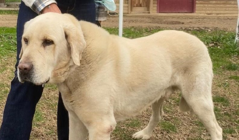 Bursa’da bu köpeği bulana ödül var