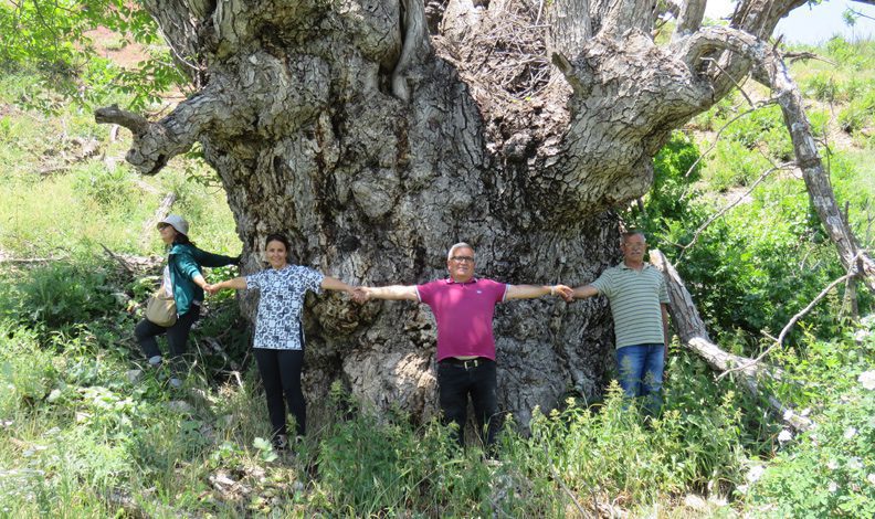 Türkiye’de bugüne kadar görülmüş gövdesi en geniş ceviz ağacı