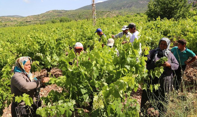 Konya’da üzüm yaprağı hasadı başladı