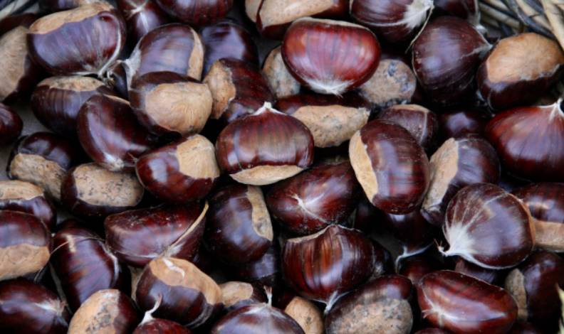 Bursa’nın kestanesi eski günlerine dönecek