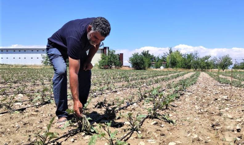 Dolu yağışı tarım alanlarında zarara verdi