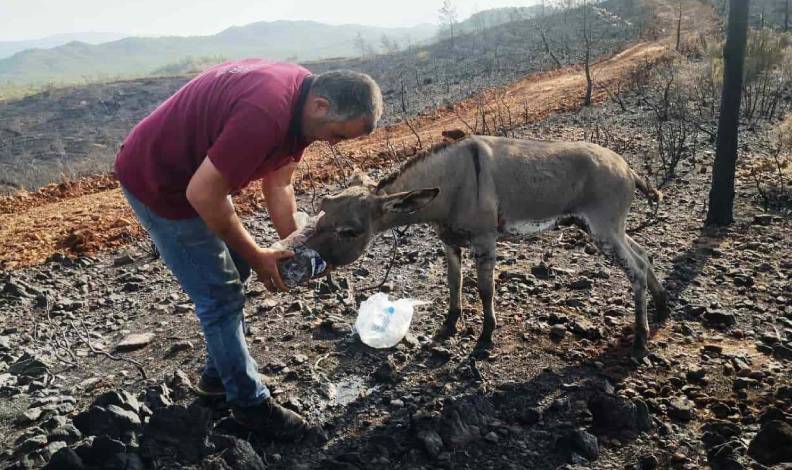 Yanan ormandan sağ kurtuldu