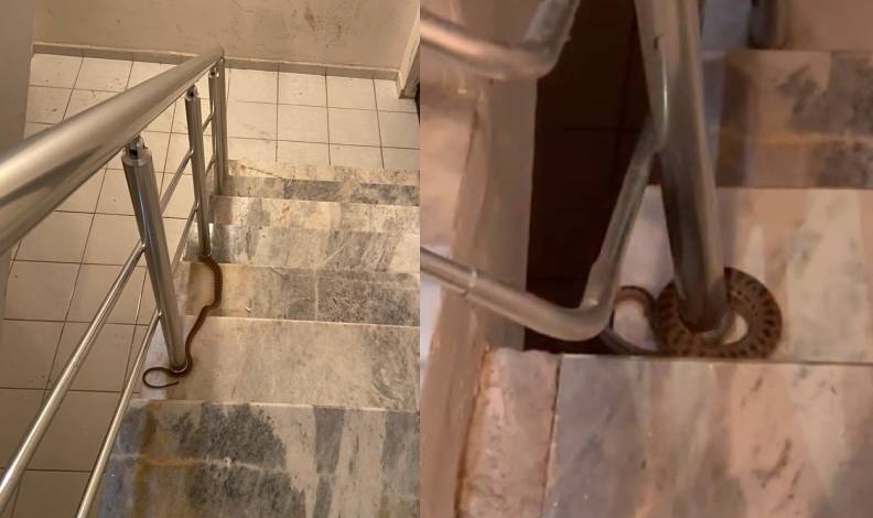 Apartmana giren yılan paniğe neden oldu