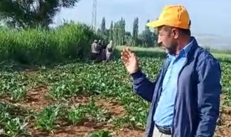 Yaban domuzları çiftçilerin korkulu rüyası oldu