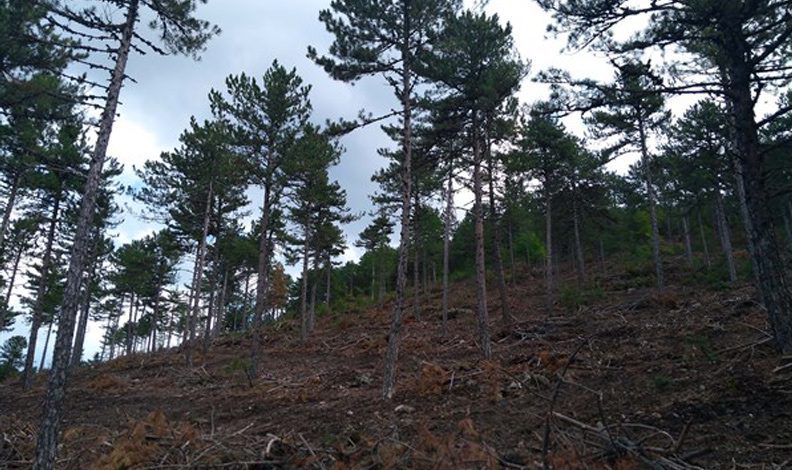 Balıkesir’de 45 ormana giriş yasaklandı