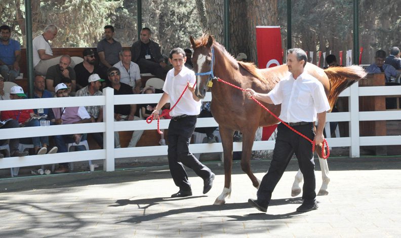 50 tay satışından 5,2 milyon TL gelir
